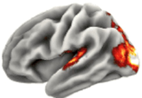 Predicted fMRI response on the cortical surface for that moment